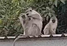 There is no greater security; The baby monkey is back with his parents