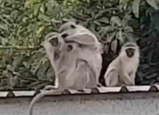 ഹൃദയാദ്രം ഈ കൂടിച്ചേരൽ; സ്നേഹാദ്രം ഈ ആലിംഗനം There is no greater security; The baby monkey is back with his parents