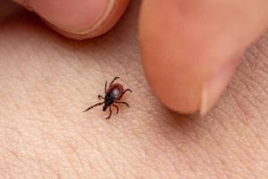 Scrub Typhus In Kerala And High Alert By Health Department