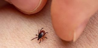 Scrub Typhus In Kerala And High Alert By Health Department