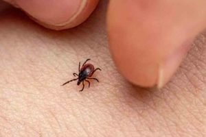 Can prevent scrub typhus; Note these things