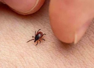 Can prevent scrub typhus; Note these things