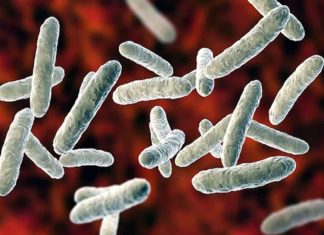 പാലക്കാട് ജില്ലയിൽ രണ്ട് പേർക്ക് ഷിഗെല്ല Two Persons Have Shigella In Palakkad