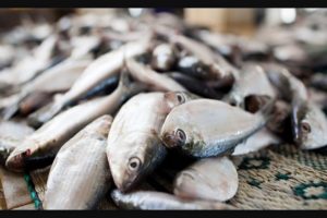 Food Safety Officials Seized 7500 Kilogram Fish From Thiruvananthapuram