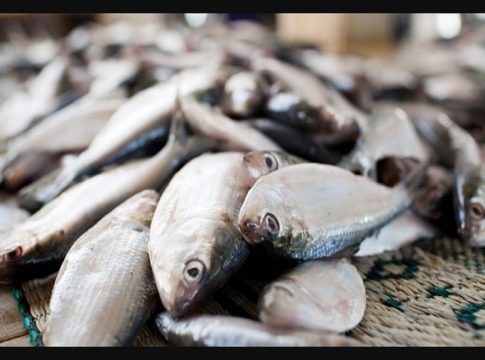 Food Safety Officials Seized 7500 Kilogram Fish From Thiruvananthapuram