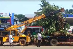 Tourism Department replanted a sacred peepal tree in Bekal