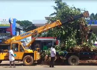 Tourism Department replanted a sacred peepal tree in Bekal