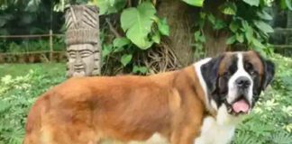 Once abandoned by the owner; He is currently the Chief Happiness Officer at the Five Star Hotel