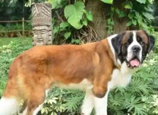 ഒരിക്കൽ ഉടമ ഉപേക്ഷിച്ചു; ഇപ്പോൾ ഫൈവ് സ്റ്റാർ ഹോട്ടലിലെ ചീഫ് ഹാപ്പിനെസ് ഓഫിസർ Once abandoned by the owner; He is currently the Chief Happiness Officer at the Five Star Hotel