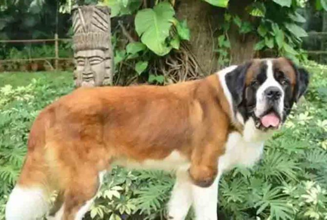 ഒരിക്കൽ ഉടമ ഉപേക്ഷിച്ചു; ഇപ്പോൾ ഫൈവ് സ്റ്റാർ ഹോട്ടലിലെ ചീഫ് ഹാപ്പിനെസ് ഓഫിസർ Once abandoned by the owner; He is currently the Chief Happiness Officer at the Five Star Hotel