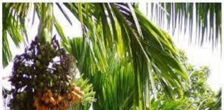 ദുരിതം വിതച്ച് മഴ; അടയ്ക്കാ കർഷകർ ആശങ്കയിൽ The rain that sows misery; farmers are worried