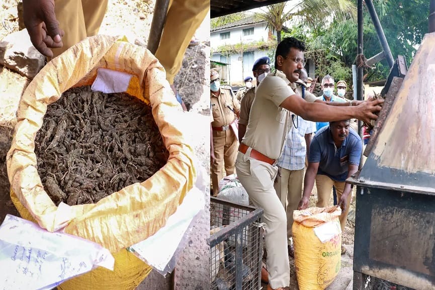61 Kilogram Cannabis Destroyed By Police At Kottayam 61 Kilogram Cannabis Destroyed By Police At Kottayam