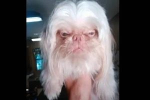 Dog With An Eerily Human Face viral photo