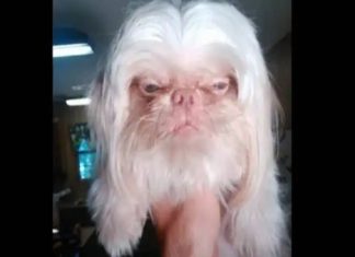 Dog With An Eerily Human Face viral photo