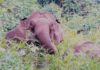 Elephant Attack