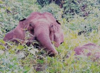 Farmer Died In Elephant Attack In Aralam Farm In Kannur