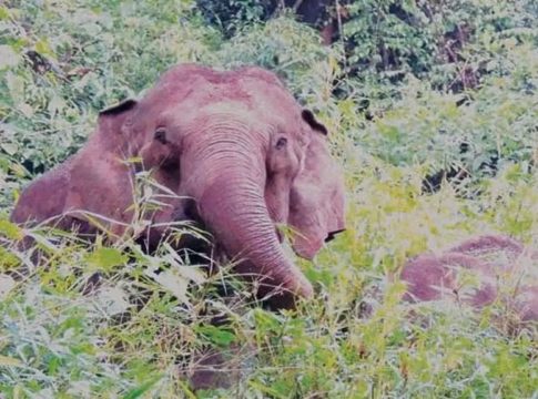 വയനാട്ടിൽ കാട്ടാന ആക്രമണം; തോട്ടം തൊഴിലാളി കൊല്ലപ്പെട്ടു Elephant Attack