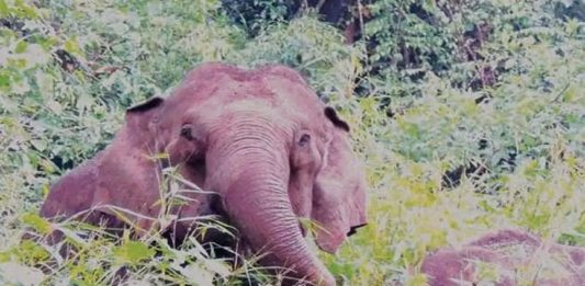 വയനാട്ടിൽ കാട്ടാന ആക്രമണം; തോട്ടം തൊഴിലാളി കൊല്ലപ്പെട്ടു Elephant Attack