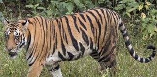 Tiger Attack Again Reported In Wayanad