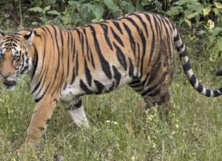 Tiger Attack Again Reported In Wayanad