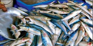 Sardine Availability In Kerala Decreased