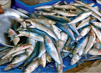 Sardine Availability In Kerala Decreased