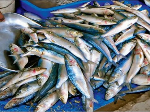 മത്തിക്ഷാമം രൂക്ഷം; സംസ്ഥാനത്ത് മത്തിക്ക് വില ഉയരുന്നു Sardine Availability In Kerala Decreased