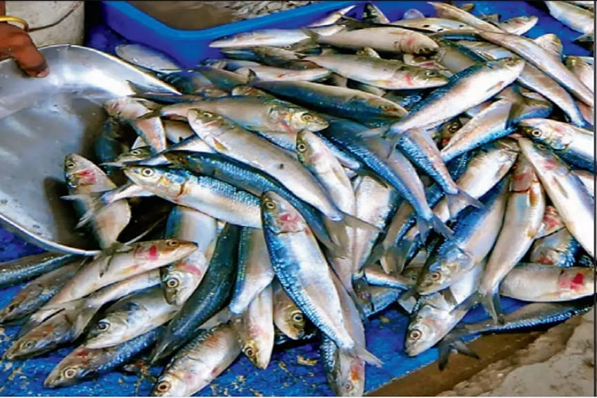 Sardine Availability In Kerala Decreased Sardine Availability In Kerala Decreased