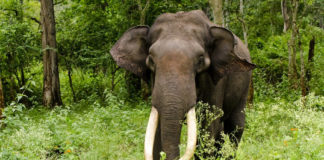 Wild elephant attack in Wayanad; The gardener was killed