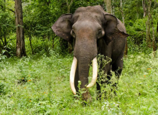 Wild elephant attack in Wayanad; The gardener was killed