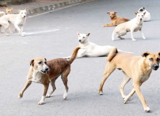 Student Bitten By Street Dog In School In Malappuram