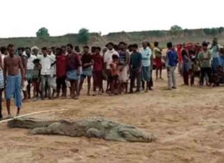 A 7-year-old boy was swallowed by a crocodile in Madhya Pradesh