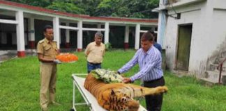 One of India’s oldest tigers, Raja, dies at 25 in North Bengal