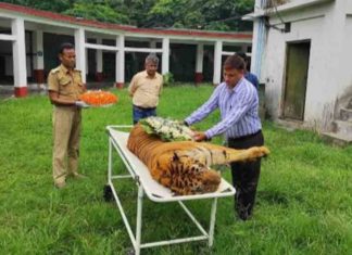 One of India’s oldest tigers, Raja, dies at 25 in North Bengal