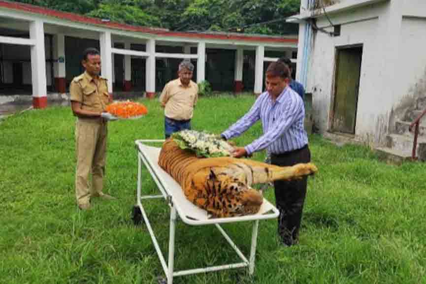 Tiger-Raja One of India’s oldest tigers, Raja, dies at 25 in North Bengal