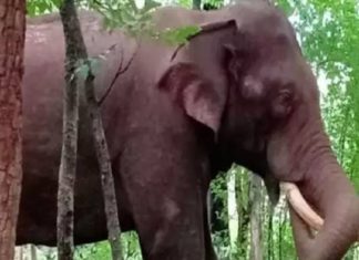 അരിക്കൊമ്പൻ മിഷൻ; മയക്കുവെടിവെച്ചു പിടികൂടാനുള്ള ദൗത്യം വൈകാൻ സാധ്യത wild elephent attack