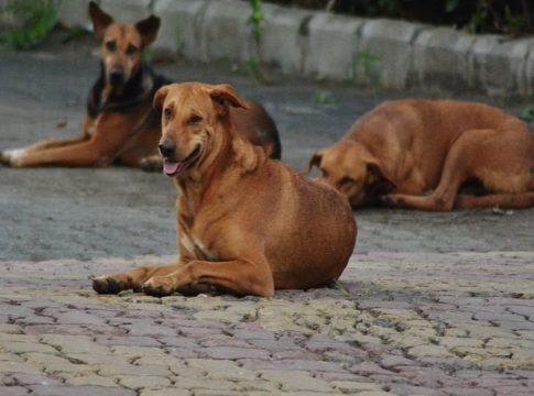 Stray Dog Attack in malappuram