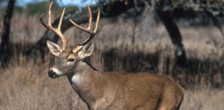 Three people arrested with Palakkad deer horns