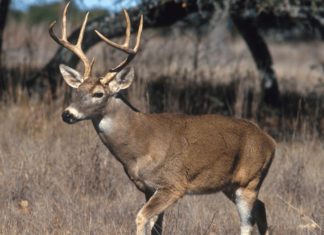 Three people arrested with Palakkad deer horns