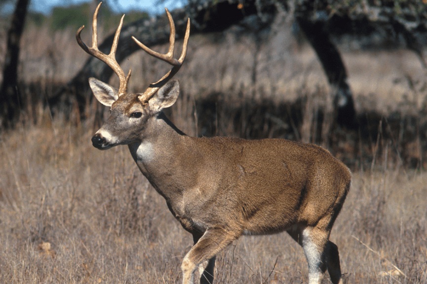deer antlers Three people arrested with Palakkad deer horns