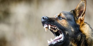 Street Dogs Attack In Thrissur And Four Children Were Attacked