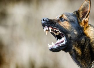 Street Dogs Attack In wayanad