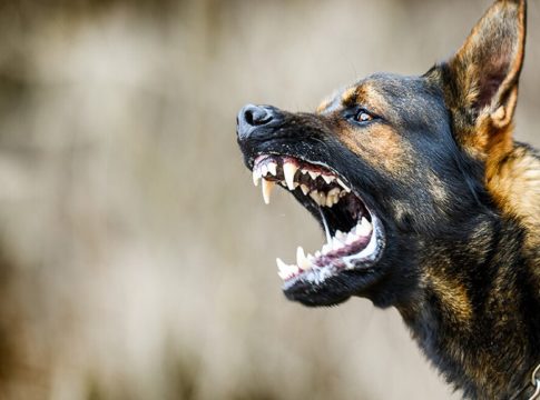 Street Dogs Attack In wayanad