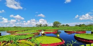 First Giant Waterlily Discovered In Over 100 Years Is Biggest In The World