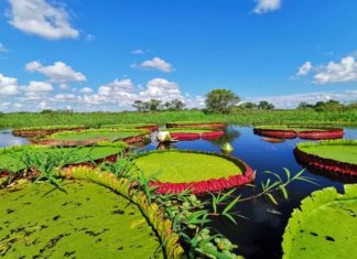 First Giant Waterlily Discovered In Over 100 Years Is Biggest In The World