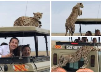 സഫാരിക്കിടെ വാഹനത്തിൽ ചാടിക്കയറി ചീറ്റപ്പുലി; യാത്രക്കാരുമായി സഞ്ചാരം