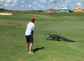 ‘ഞാനും കൂടി കൂടട്ടേ’; ഗോൾഫ് കളിക്കുന്നതിനിടെ യുവാവിന്റെ പിന്നിലെത്തി മുതല, വീഡിയോ