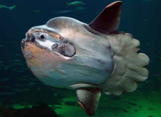 Rare Ocean sunfish caught in Ponnani