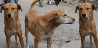 Stray Dogs assault in kerala