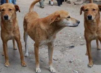 ‘പൊതുയിടങ്ങളിൽ നിന്ന് തെരുവുനായ്ക്കളെ നീക്കണം; കൃത്യമായ പരിശോധന വേണം’ Stray Dogs assault in kerala